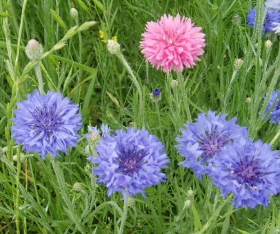 가을에 피는 꽃 수레국화