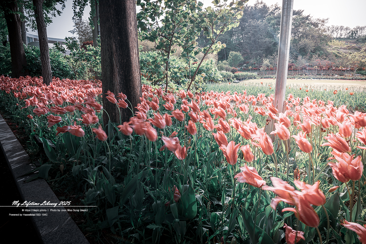 #봄 #꽃 #튤립 #아산 #피나클랜드