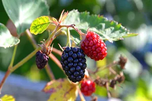 관절염에-좋은-음식