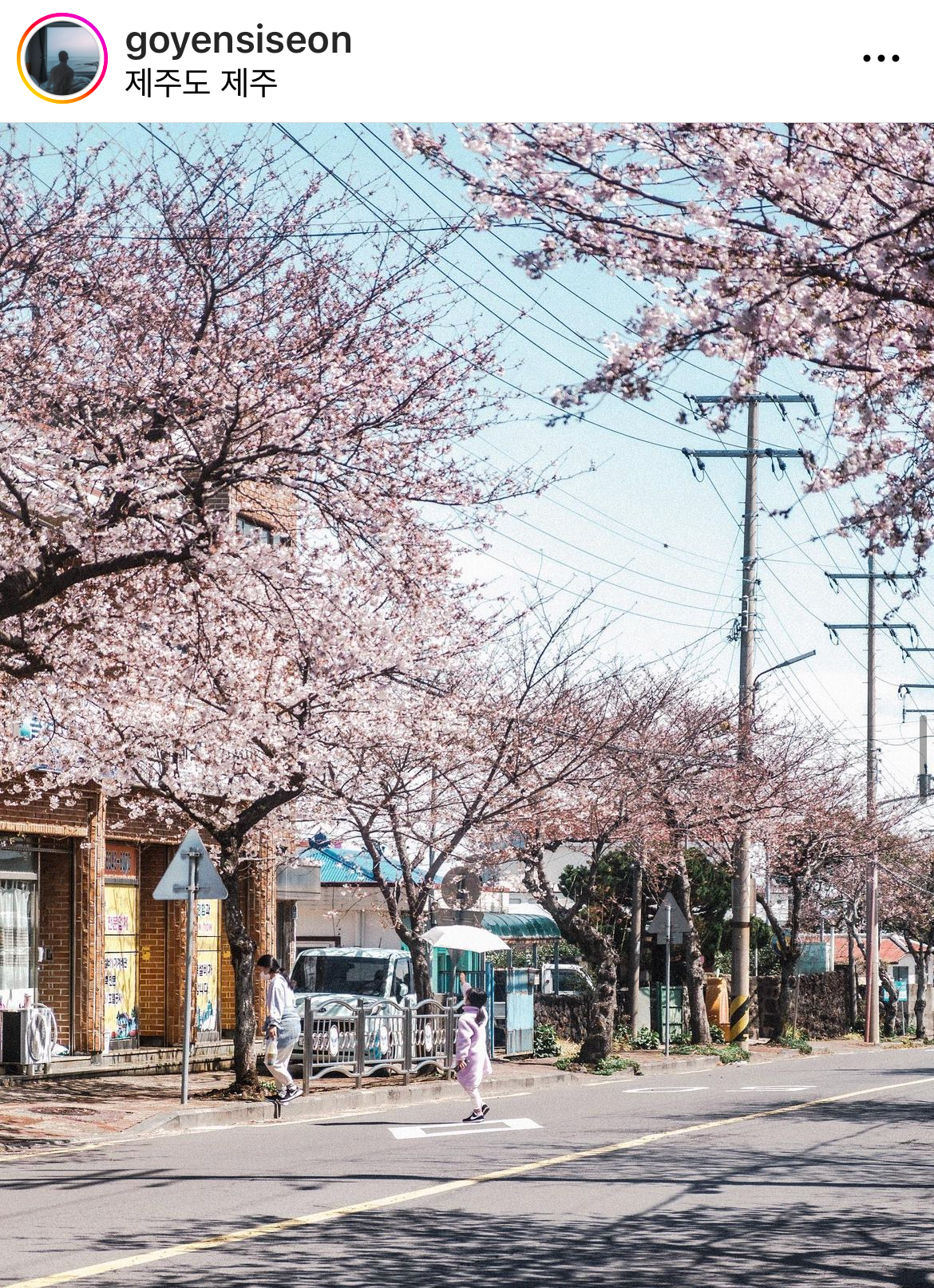 제주 서귀포 벚꽃 명소 효돈동 효돈로