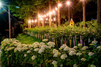 진주 월아산 수국축제