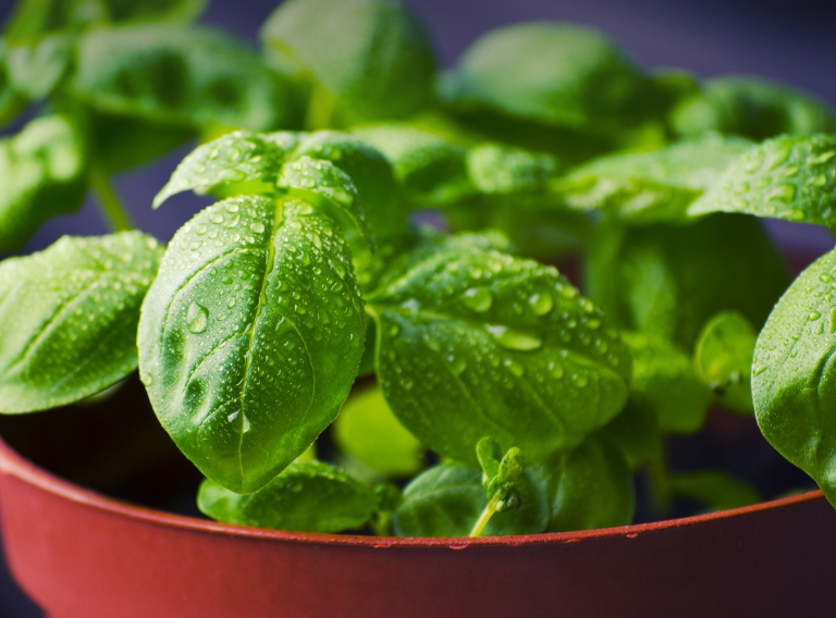 대체의학 장단점 (침술, 아로마테라피, 허브)