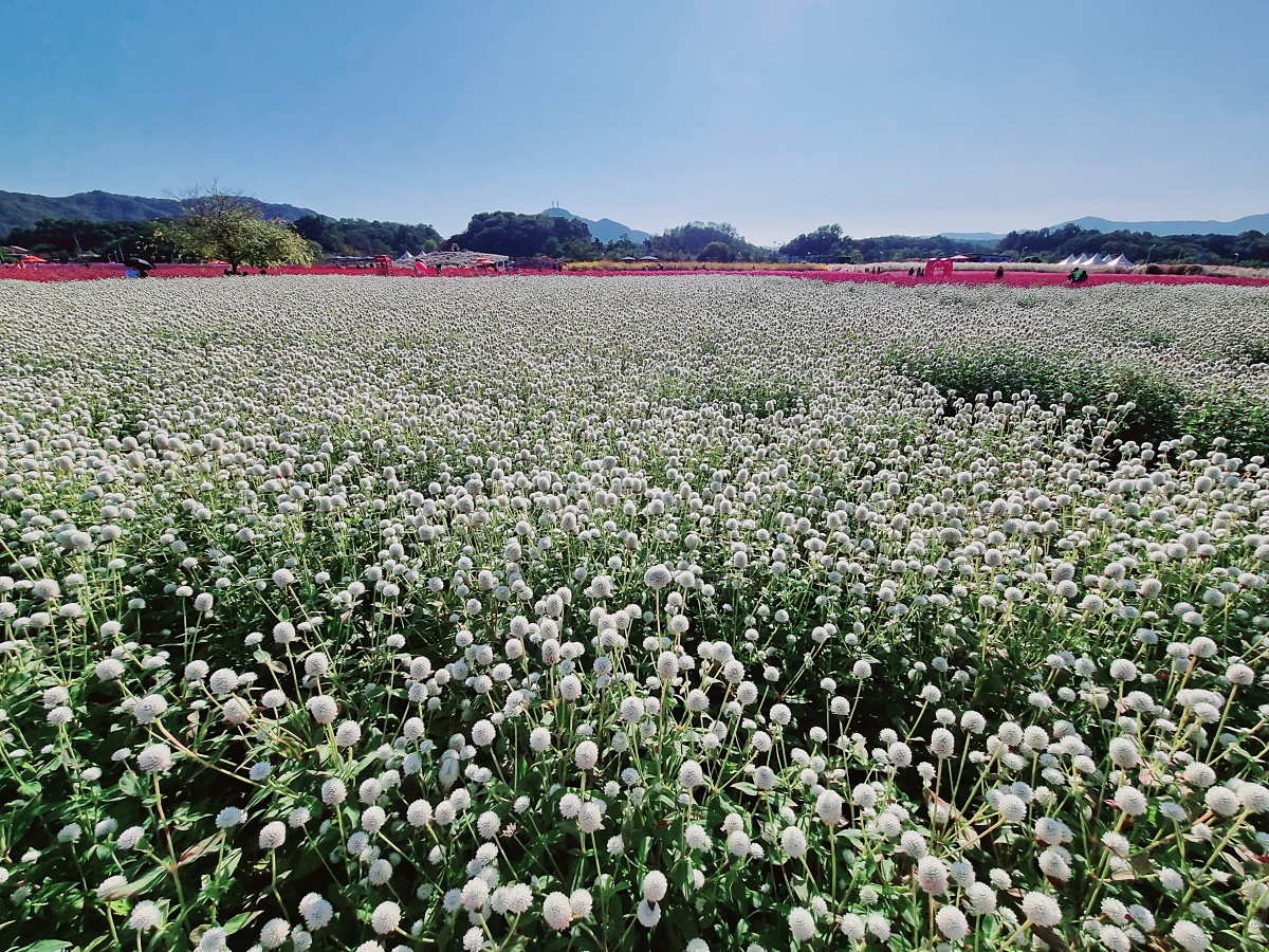 2024 양주 나리공원 천일홍 축제: 수도권에서 핑크뮬리, 댑싸리, 팜파스를 볼 수 있는 가을 여행지