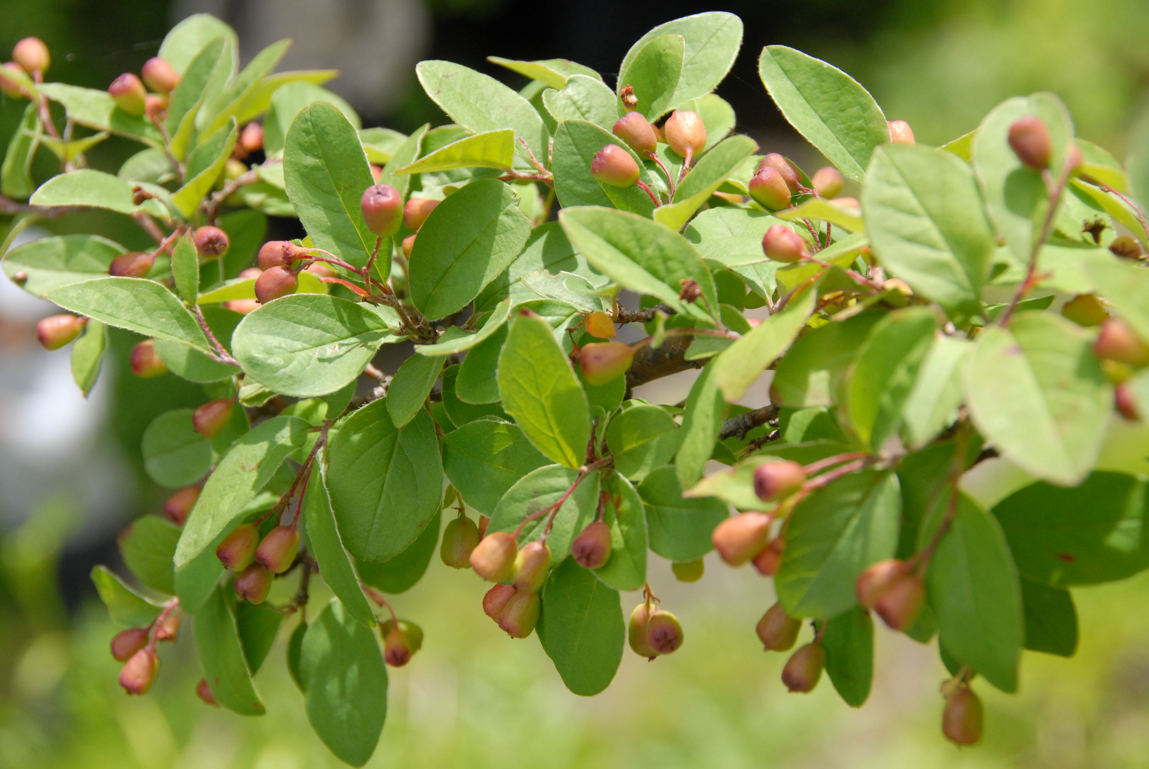 섬개야광나무 사진