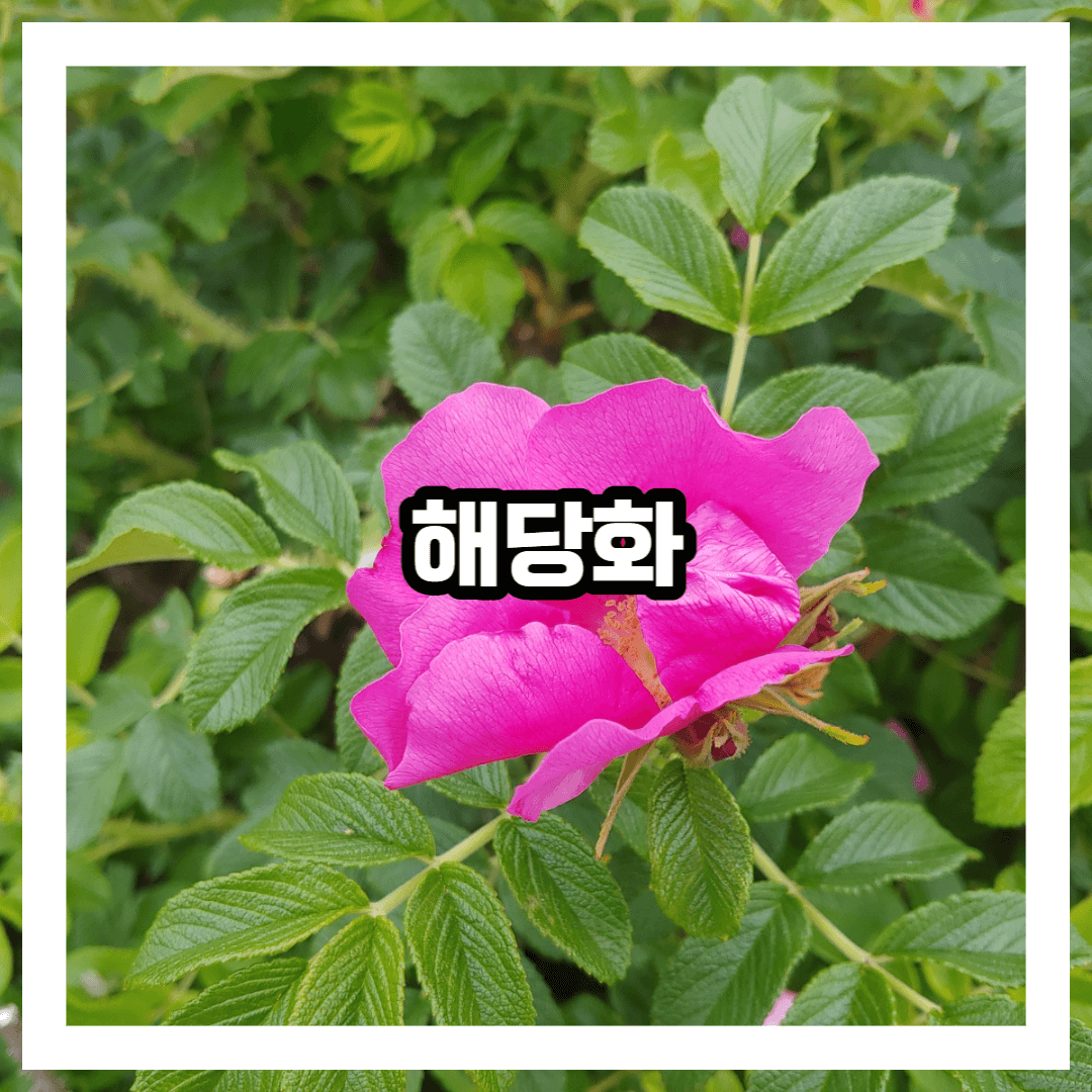 해당화 생김새 및 특징 성분 채취법 효능 효과 이용법 총정리