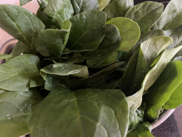 시금치 뿌리 쪽부터 데치기