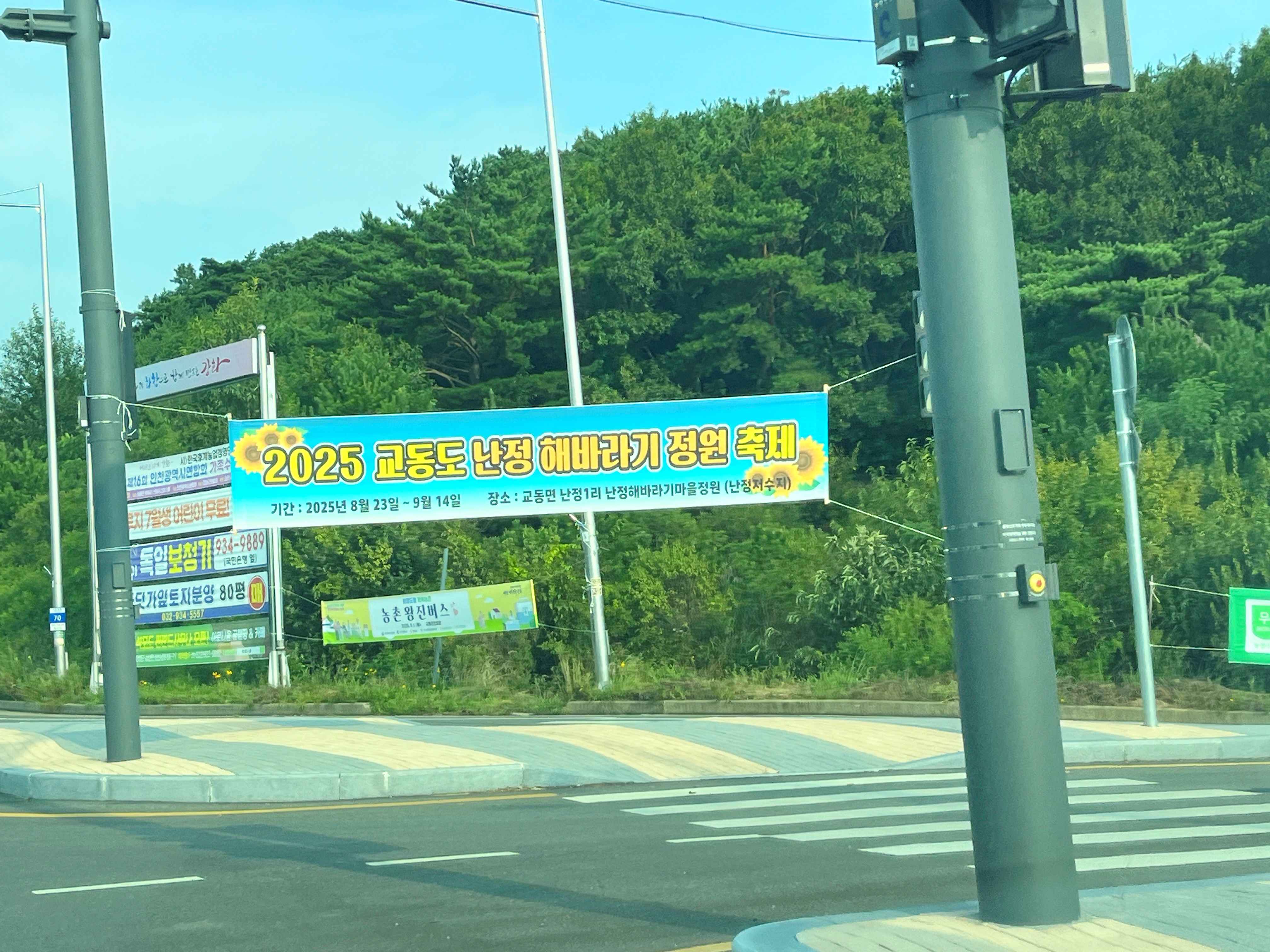 강화도 교동 난정 해바라기 정원 축제 