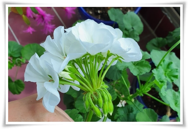 "제라늄 키우기" 365일 꽃을 피우며 향기와 아름다움과 공기 정화까지!