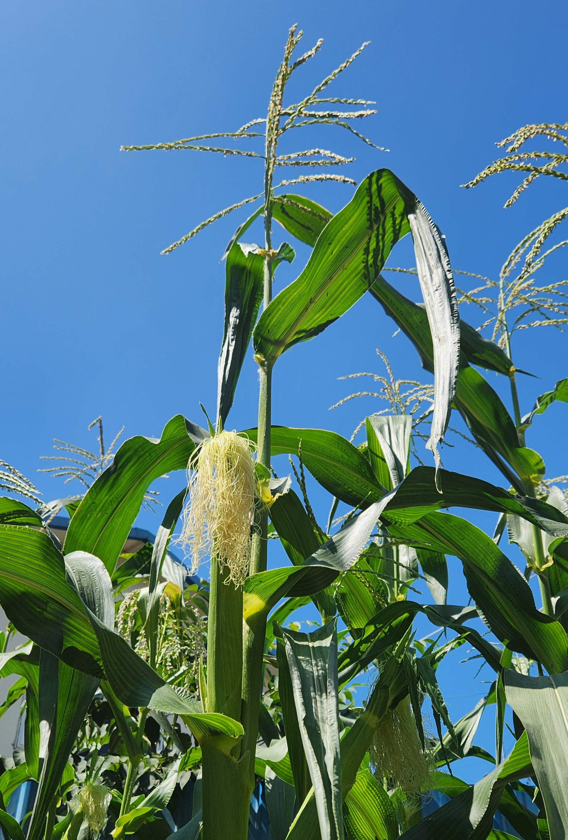 맑은 하늘 아래 옥수수나무에서 옥수수수염이 익어가는 모습