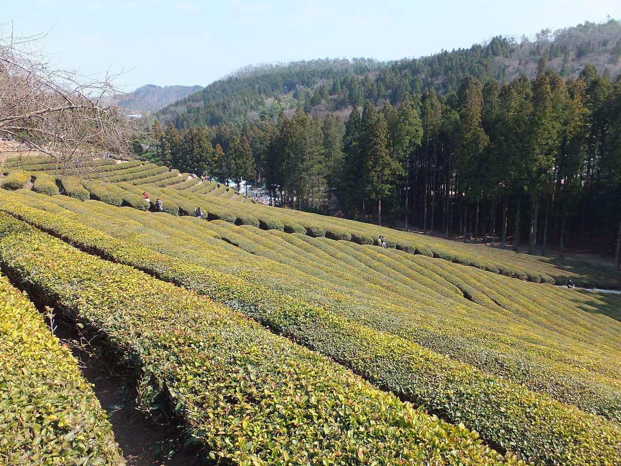 햇빛이 환하게 펼쳐진 녹차밭