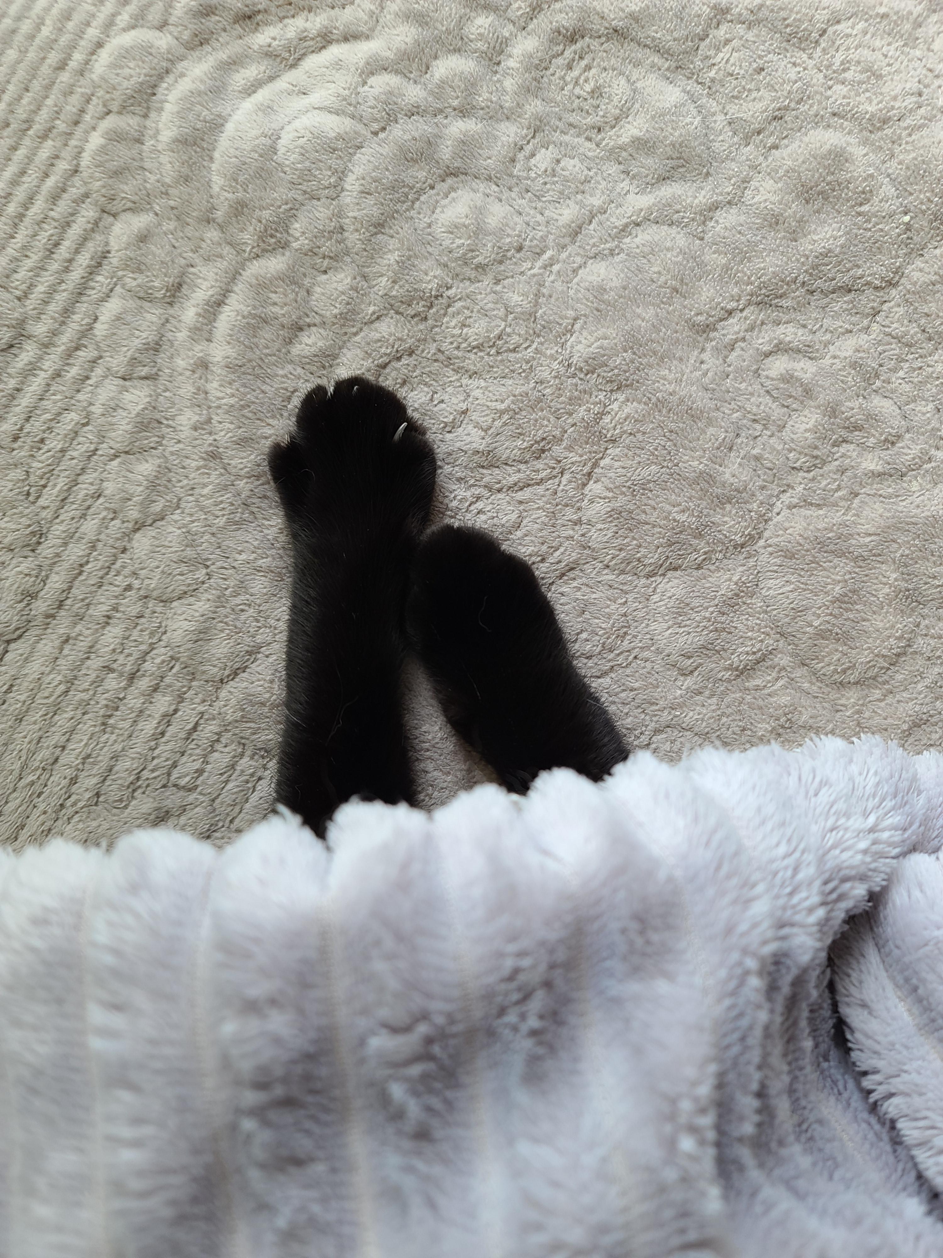 에어컨 바람을 피하고 싶을때 올블랙 건이와 막둥이 삐용이의 선택은...!