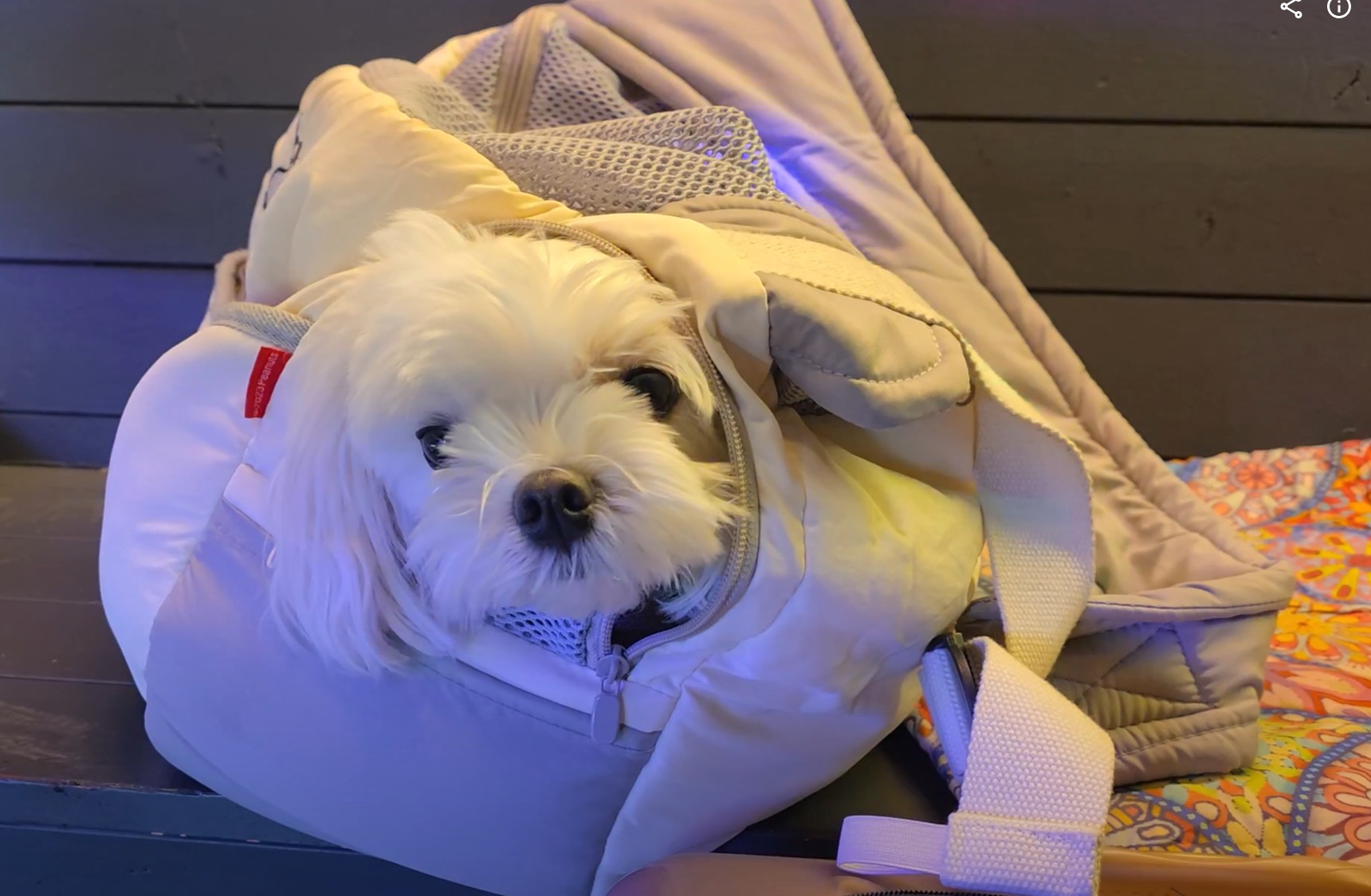 반려견 라떼와 함께