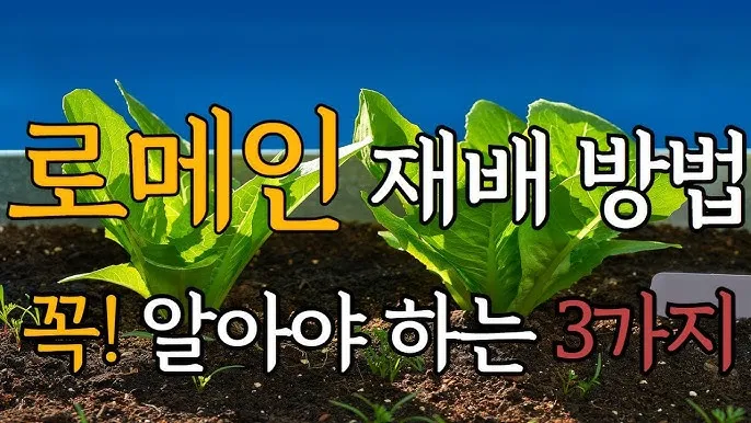 로메인 재배 재식 거리 통풍 확보 병해 줄이기_4