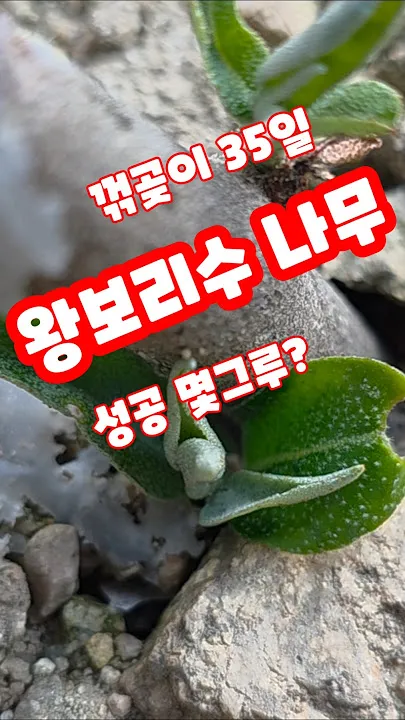 꺾꽂이 번식 시기선정 도구준비 삽목토관리 뿌리내리기 쉬운 식물_1