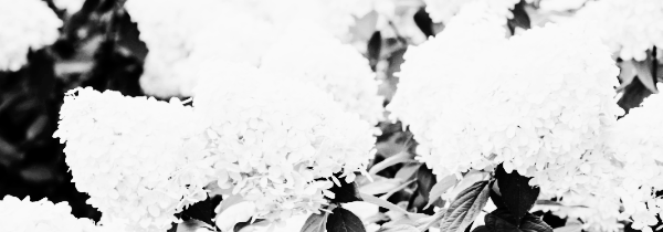 피지 수국 (PeeGee Hydrangeas)