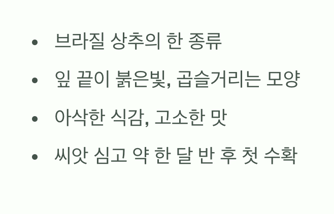 카이피라&amp;#44; 어떤 채소일까요?