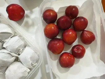 자두 보관법 수확시기 효능 자두청 만들기_17