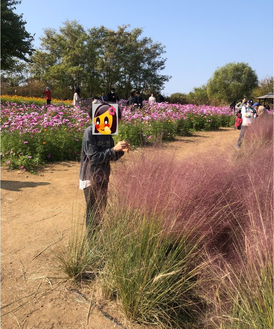 핑크뮬리
