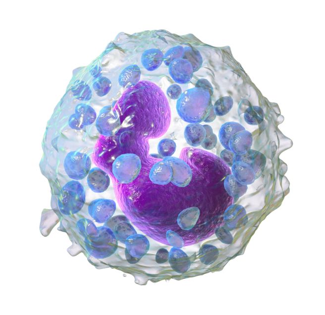 Lymphocyte 수치