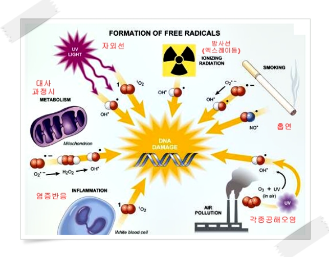 항산화 작용