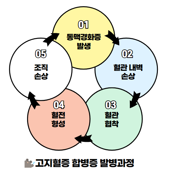 고지혈증이 이러한 합병증을 유발하는 과정은 다음과 같습니다.