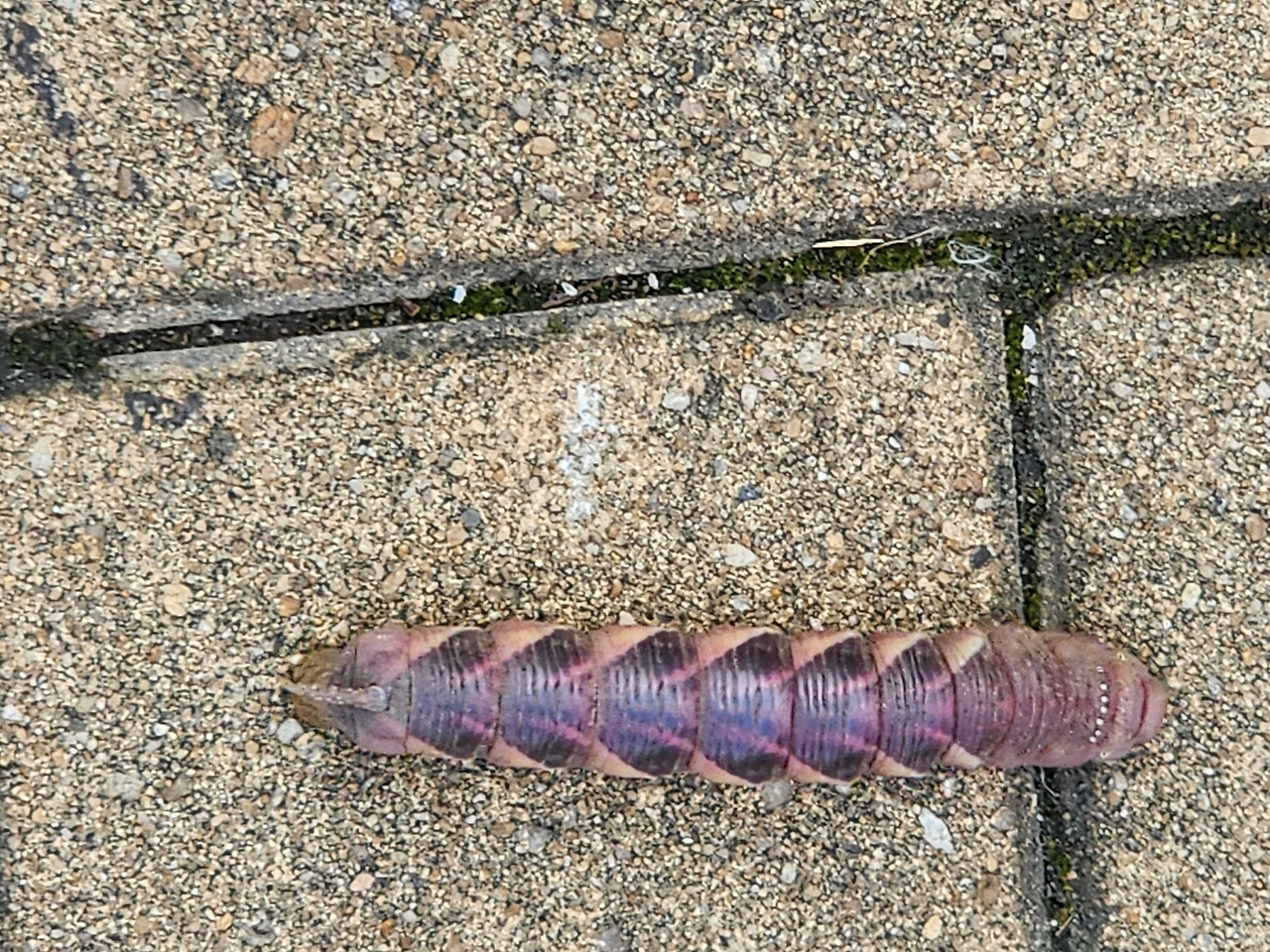 박각시나방과 박각시나방 애벌레