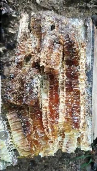 석청꿀 효능 7가지 보관방법 섭취 시 주의사항에 대해서 알아보기_3