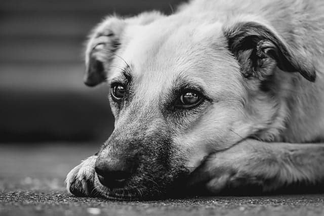 canine atopic dermatitis