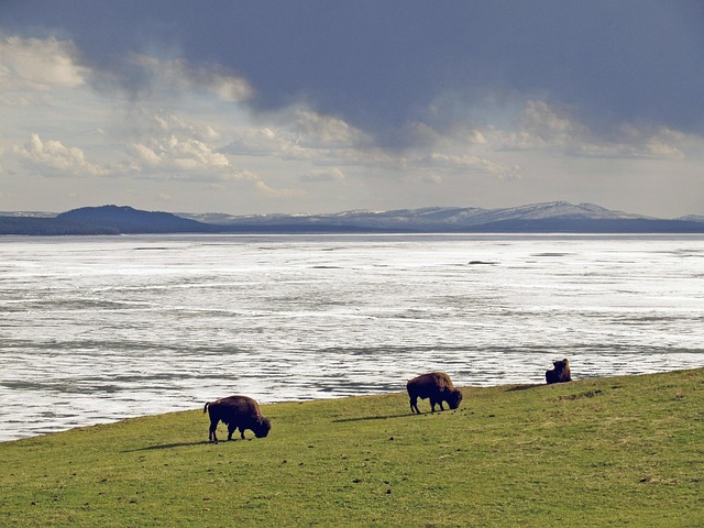 여름휴가 추천, 옐로우스톤 완벽 여행 가이드 (옐로우스톤, 여행코스, 국립공원)