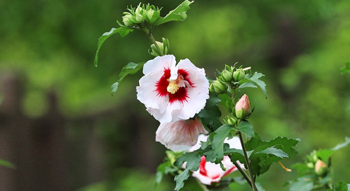 아침고요 수국전시회