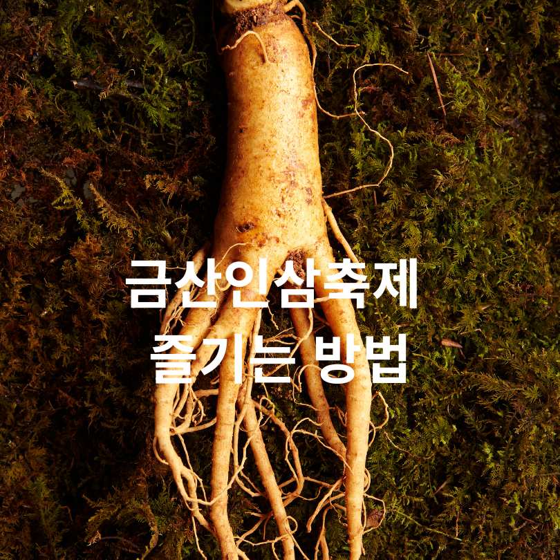 금산인삼축제 2025 