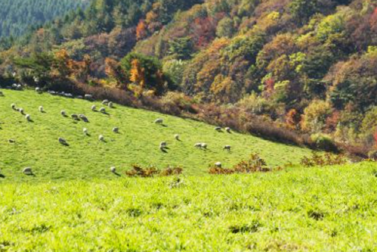 대관령 양떼목장