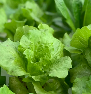 뇌졸중에 좋은 음식 영양제 식단