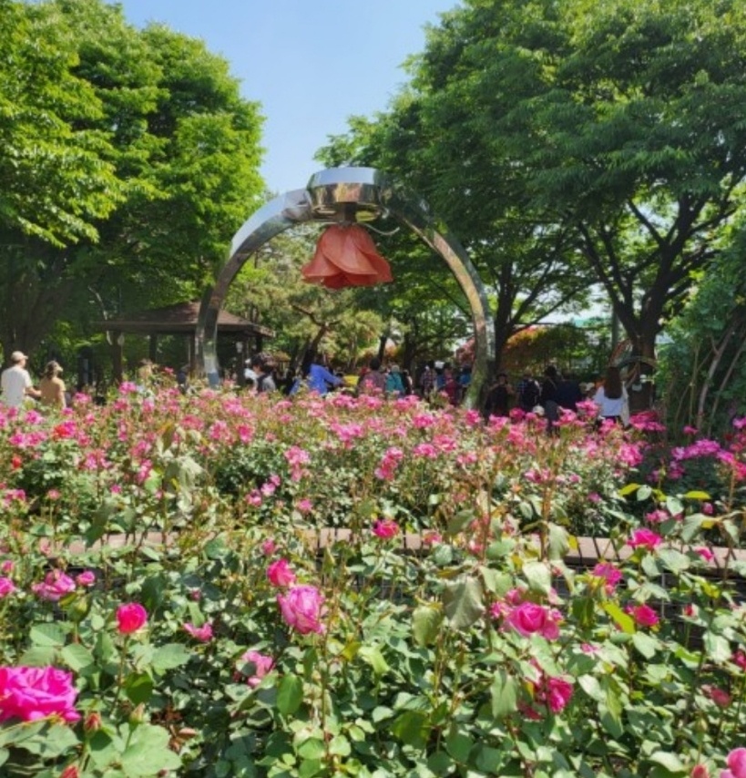 서울 장미 축제 이미지
