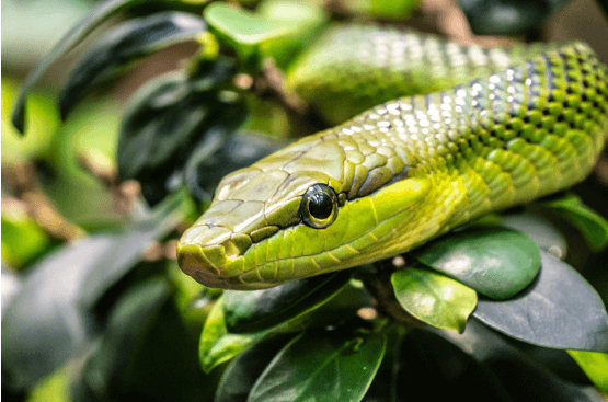 뱀 나오는 꿈 해몽