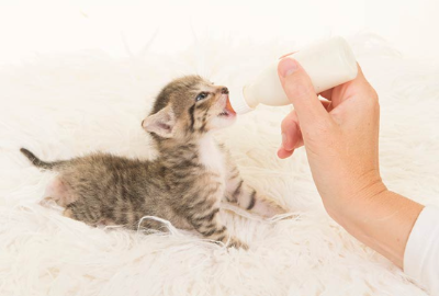 아기 고양이가 우유를 마시는 모습의 이미지