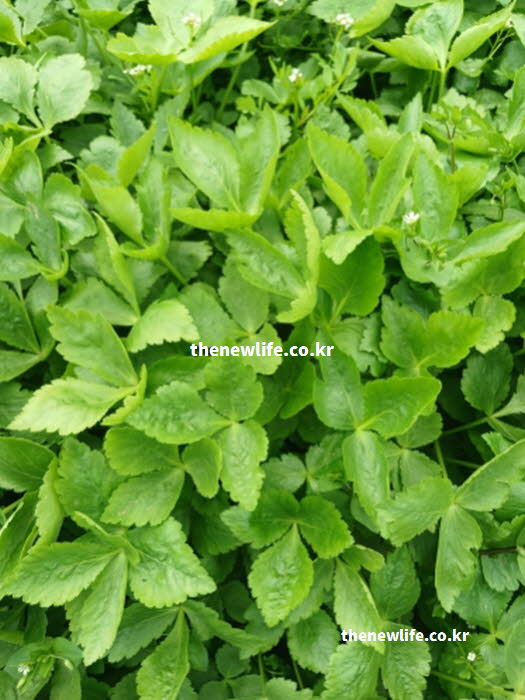 참나물 효능 중 뇌 기능 향상을 돕는 각종 비타민이 함유된 실사진