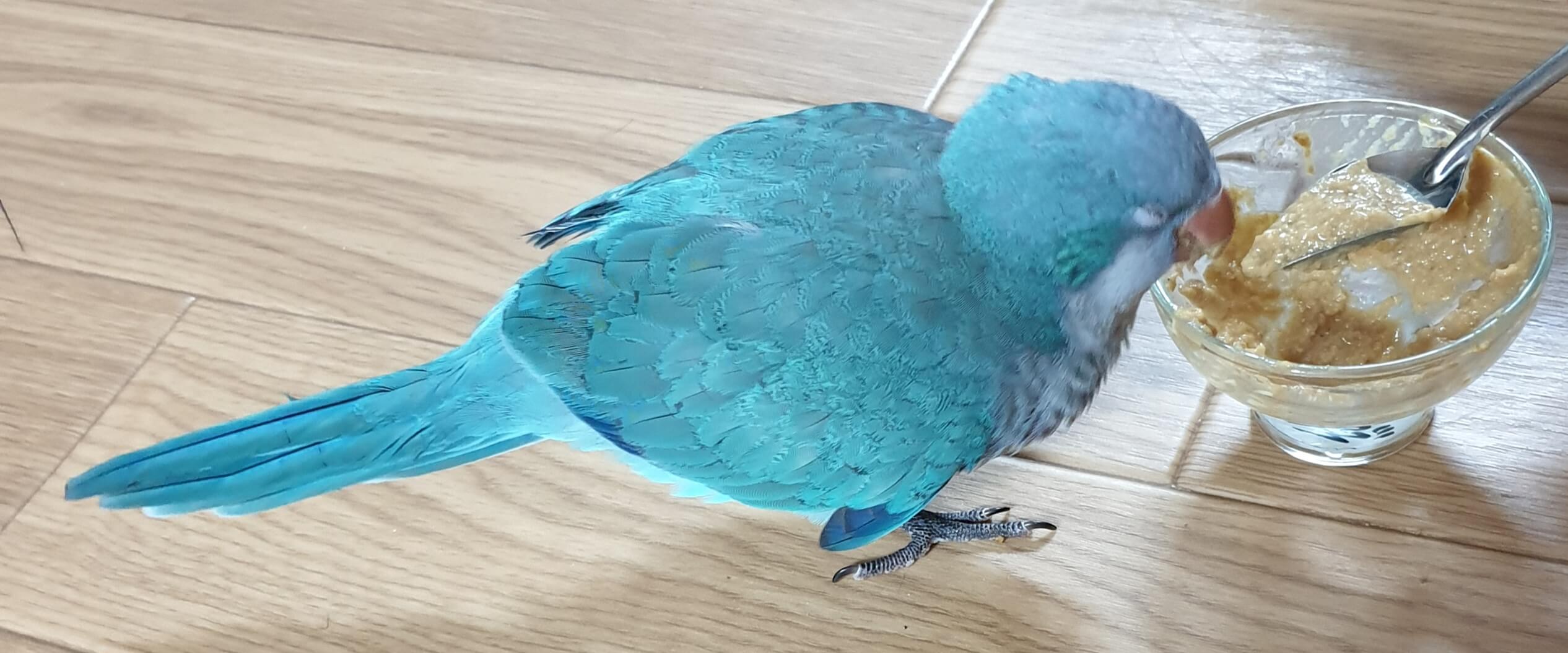 이유새가 이유식을 받아먹고 있는 모습