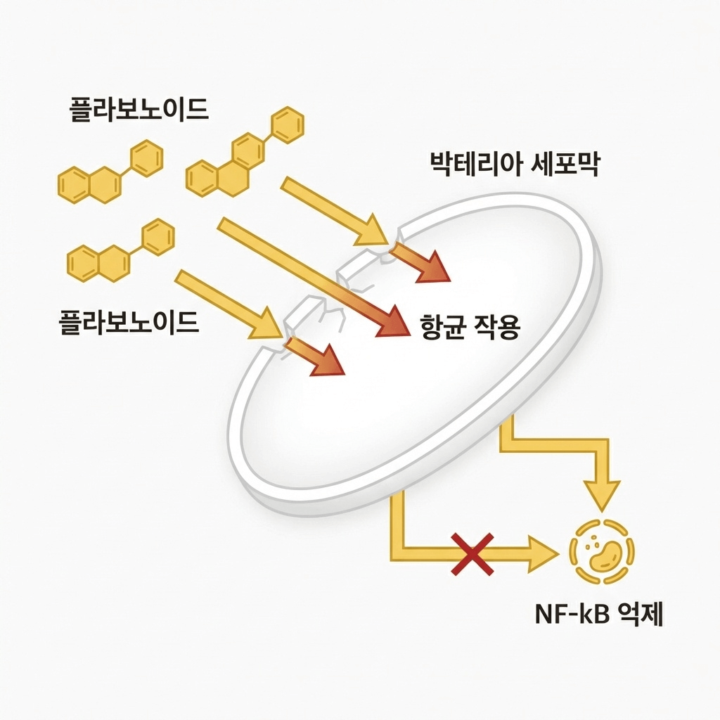 프로폴리스 항균 작용 기전 도식