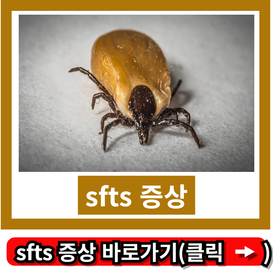 sfts 증상