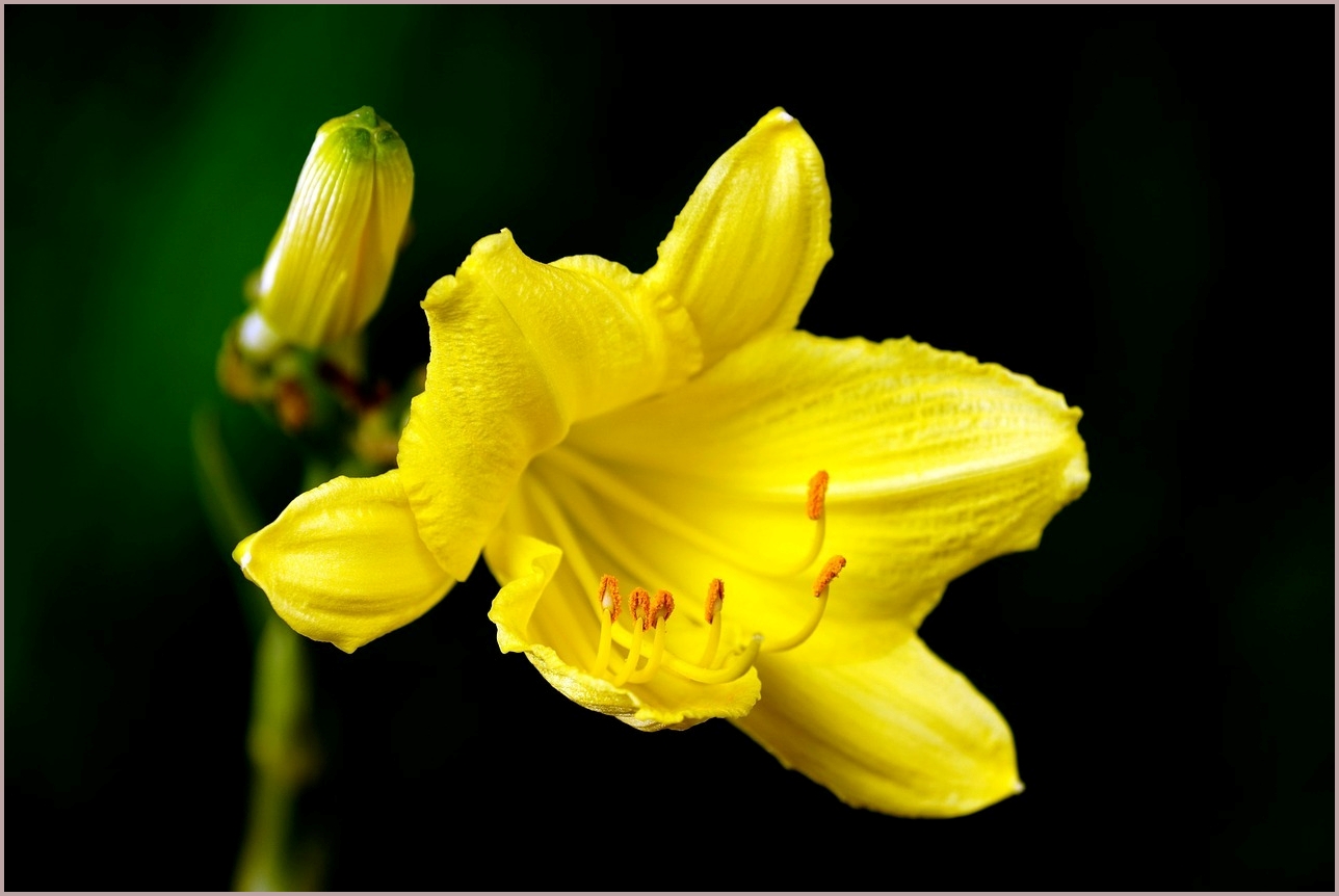 스타리아 가격표