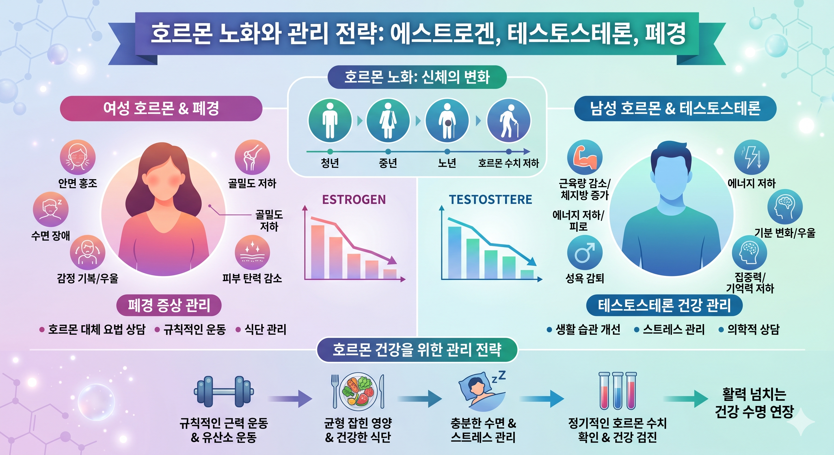 호르몬 노화 에스트로겐 테스토스테론 감소 — 갱년기 뼈 근육 피부 심혈관 기회의창 HRT 항노화 전략