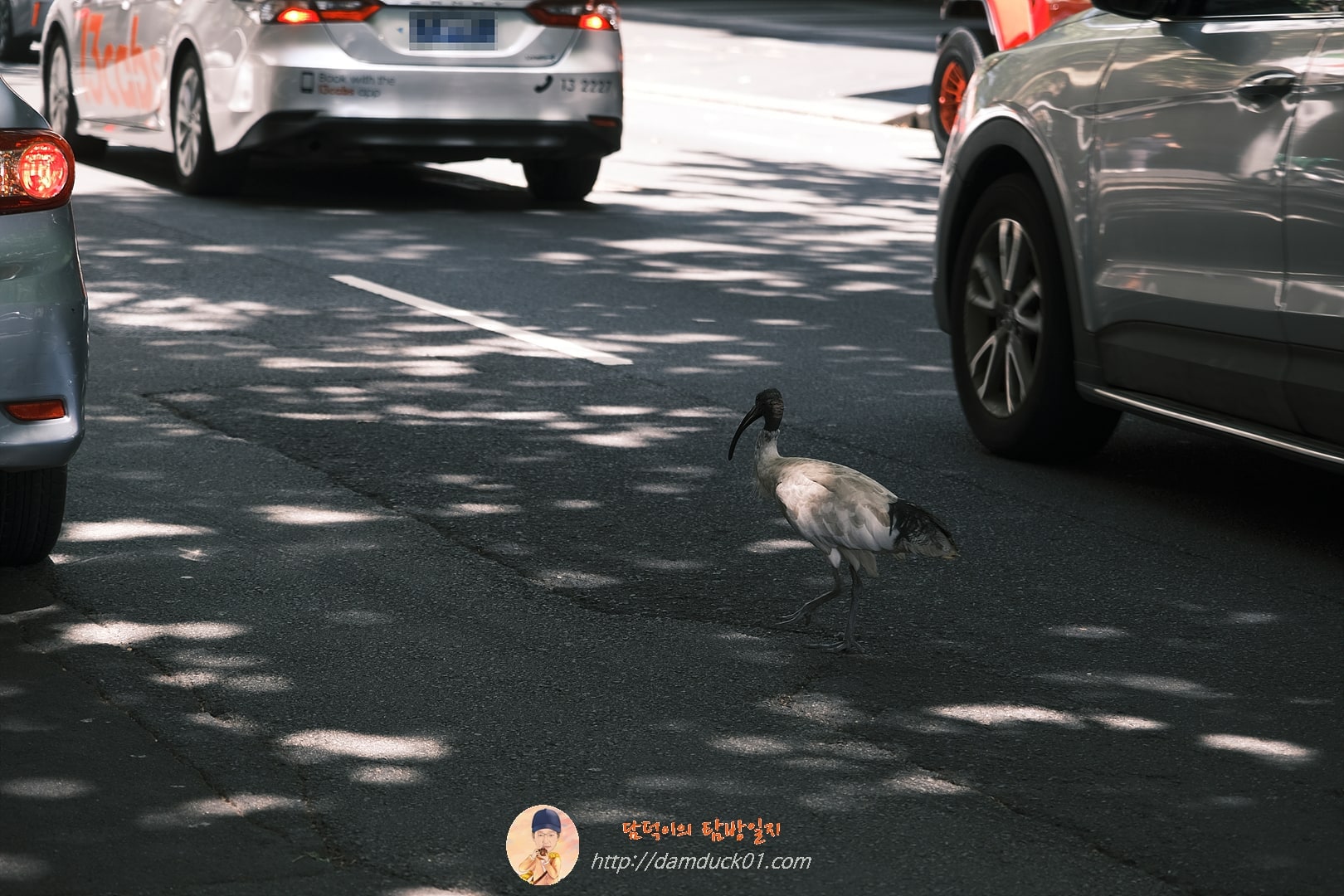 아이비스(Ibis)&amp;#44; 호주흰따오기&amp;#44; 일명 거지새