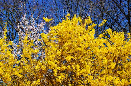 개나리, 봄의 상징 꽃