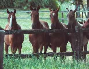 마권발매 온라인