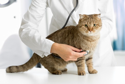 진찰을 받는 고양이.