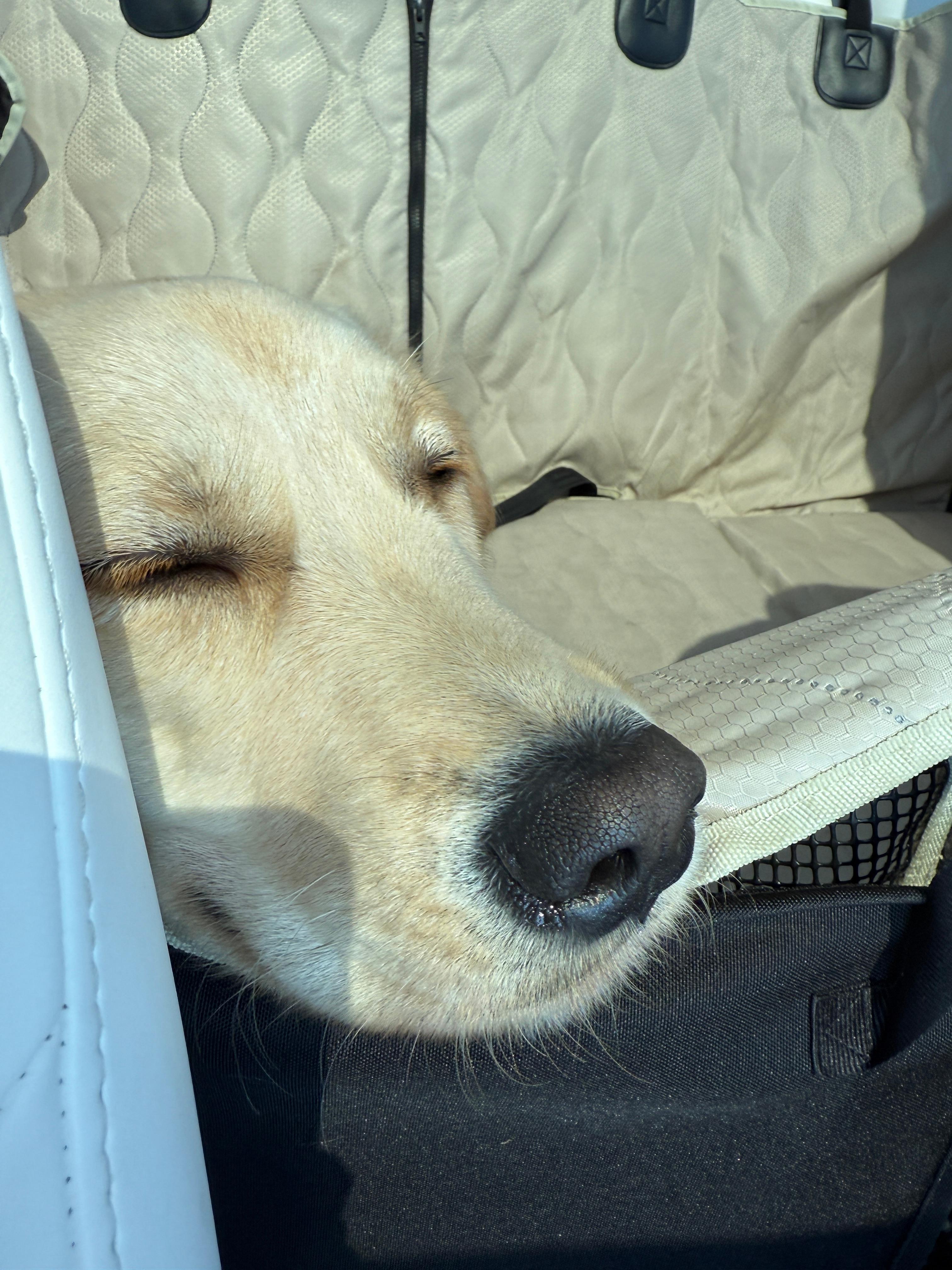 차 안에서 졸고 있는 나무