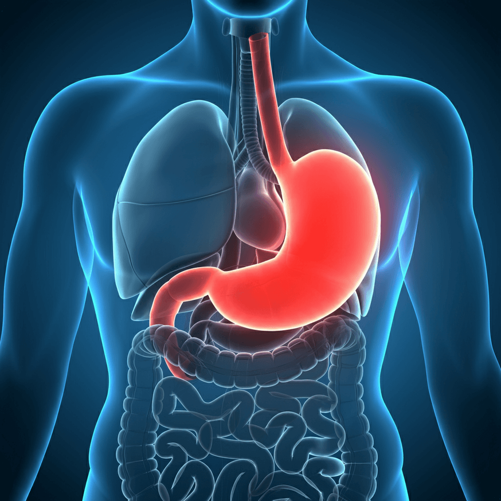 속쓰림 원인, 속쓰림 증상, 속쓰림 좋은 음식, 속쓰림 응급처치, 속쓰림 약, 속쓰림 완화 음식, 속쓰림 예방, 속쓰림 치료법, 속쓰림 가라앉는 음식