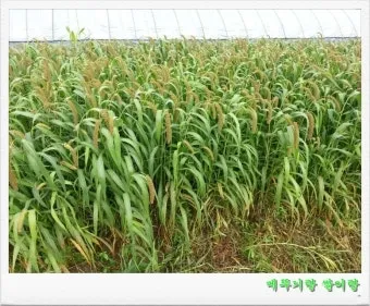 수수 재배 이삭 관리 쓰러짐 방지 건조 수확_8