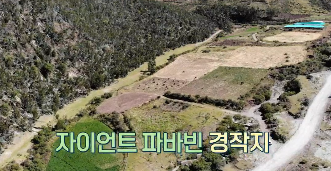 파바빈이란